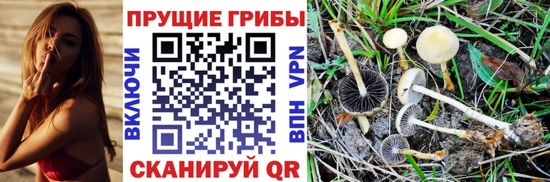 блэк спрут tor  закладки  Оленегорск  Псилоцибиновые грибы ЛСД 
